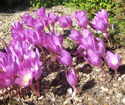 Colchicum Oktoberfest 